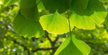 Ginkgo biloba