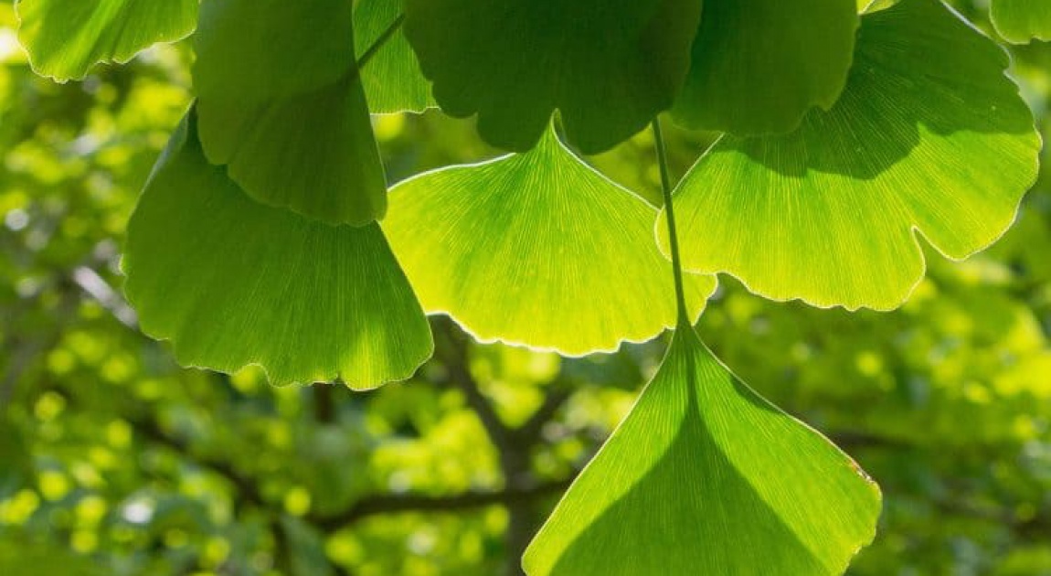 Ginkgo biloba